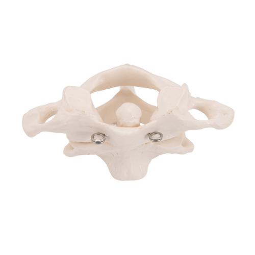 环椎和枢椎组合，无基架 - 3B Smart Anatomy, 1000140 [A71], 脊椎模型