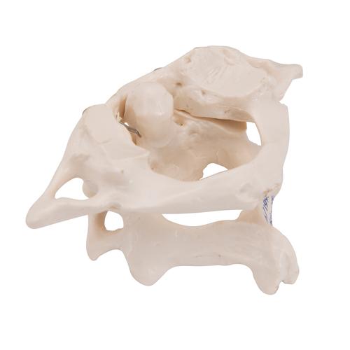 Human Atlas & Axis Model, Wire Mounted - 3B Smart Anatomy, 1000140 [A71], Individual Bone Models