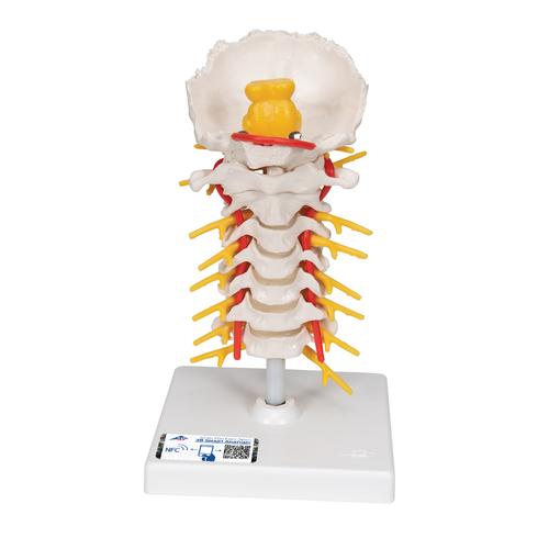 颈椎模型 - 3B Smart Anatomy, 1000144 [A72], 脊椎模型