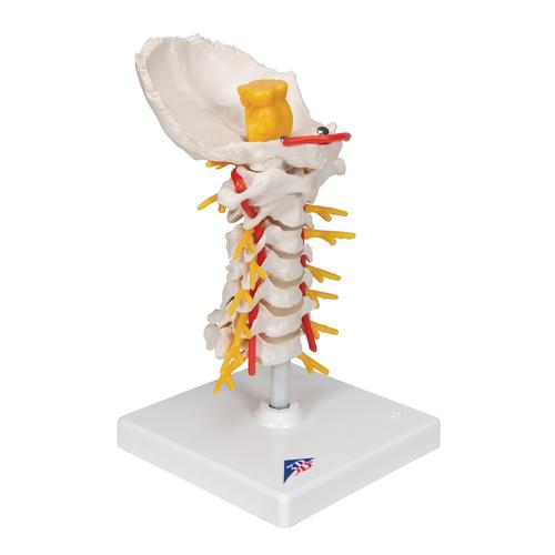 Colonne vertébrale cervicale - 3B Smart Anatomy, 1000144 [A72], Modèles de vertèbres