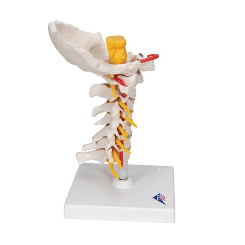 Colonna vertebrale cervicale - 3B Smart Anatomy, 1000144 [A72], Modelli di vertebre