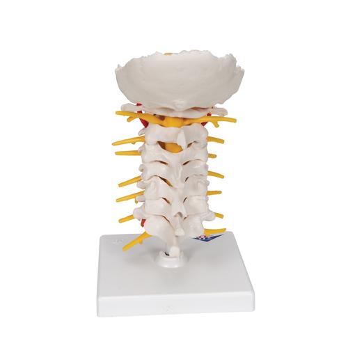 颈椎模型 - 3B Smart Anatomy, 1000144 [A72], 脊椎模型