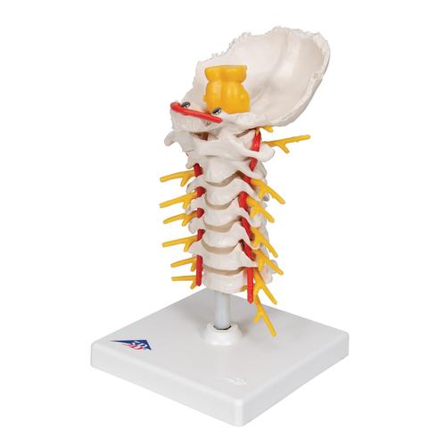Colonna vertebrale cervicale - 3B Smart Anatomy, 1000144 [A72], Modelli di vertebre