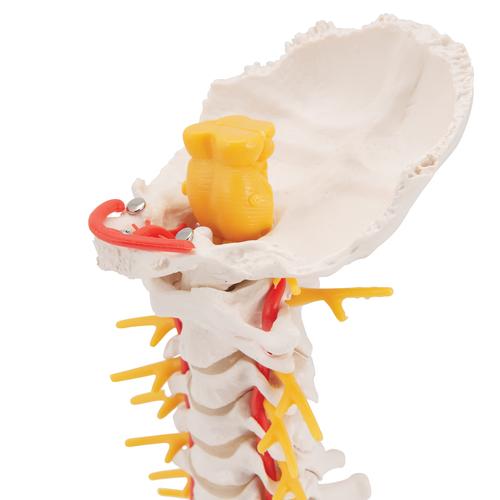 Halswirbelsäulenmodell, beweglich, auf Stativ - 3B Smart Anatomy, 1000144 [A72], Wirbelmodelle