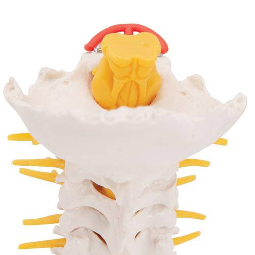 Coluna vertebral cervical, 1000144 [A72], Modelos de vértebras