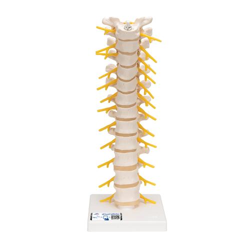 Thoracic Human Spinal Column Model - 3B Smart Anatomy, 1000145 [A73], Vertebra Models