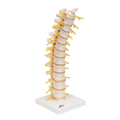 Columna dorsal - 3B Smart Anatomy, 1000145 [A73], Modelos de vértebras