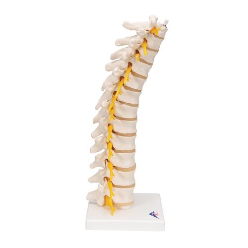 Coluna vertebral torácica, 1000145 [A73], Modelos de vértebras