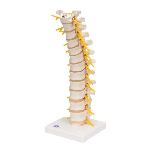 Colonne vertébrale thoracique - 3B Smart Anatomy, 1000145 [A73], Modèles de vertèbres