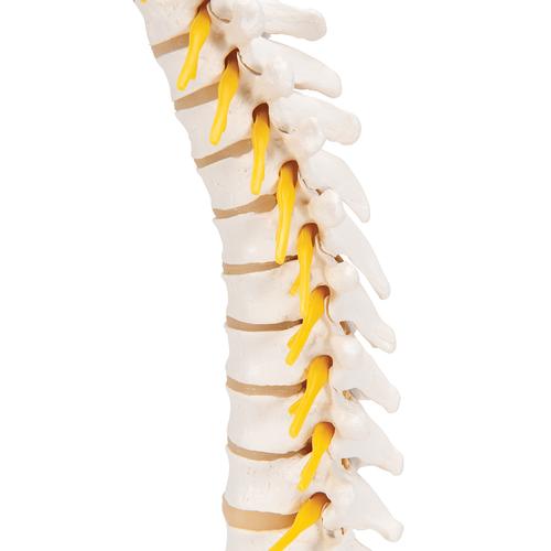 Thoracic Human Spinal Column Model - 3B Smart Anatomy, 1000145 [A73], Vertebra Models