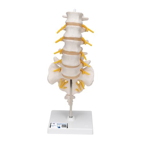 Colonne vertébrale lombaire - 3B Smart Anatomy, 1000146 [A74], Modèles de vertèbres
