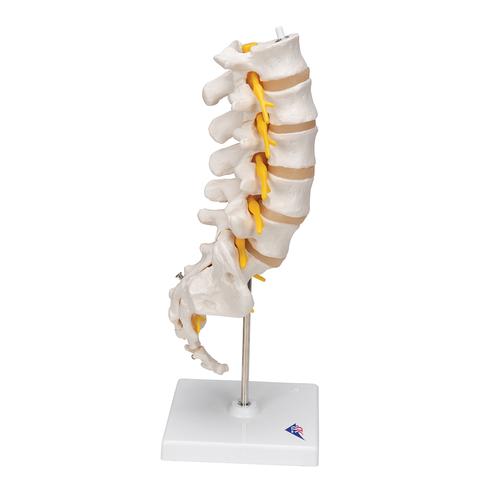 腰椎模型 - 3B Smart Anatomy, 1000146 [A74], 脊椎模型