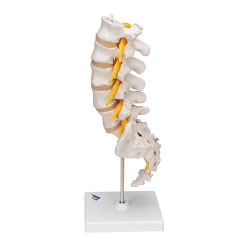 Columna vertebral lumbar - 3B Smart Anatomy, 1000146 [A74], Modelos de vértebras