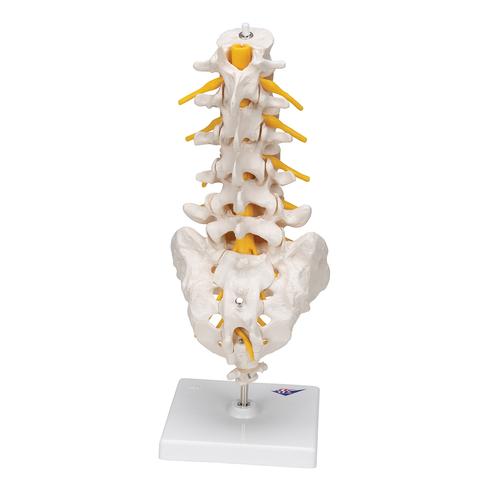 Lumbar Human Spinal Column Model - 3B Smart Anatomy, 1000146 [A74], Vertebra Models