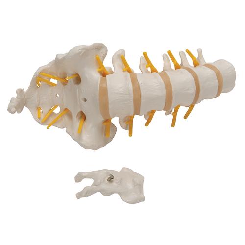 Colonna vertebrale lombare - 3B Smart Anatomy, 1000146 [A74], Modelli di vertebre