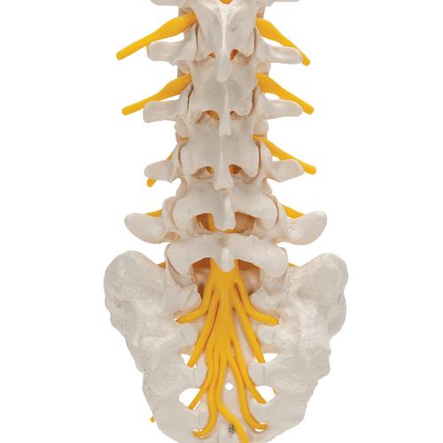 요추모형 Lumbar Spinal Column - 3B Smart Anatomy, 1000146 [A74], 척추뼈 모형