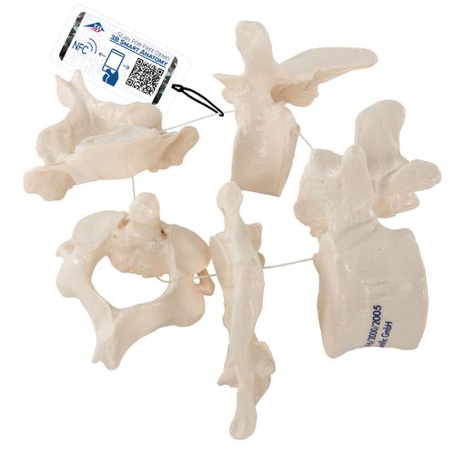 5块椎骨模型 - 3B Smart Anatomy, 1000148 [A75/1], 脊椎模型