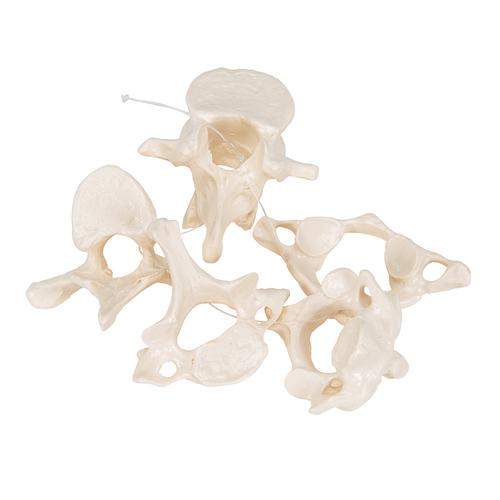 5块椎骨模型 - 3B Smart Anatomy, 1000148 [A75/1], 脊椎模型