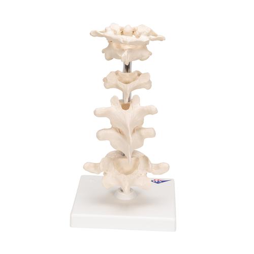 Model of 6 Human Vertebrae, Mounted on Stand (atlas, axis, cervical, 2x thoracic, lumbar)  - 3B Smart Anatomy, 1000147 [A75], Vertebra Models