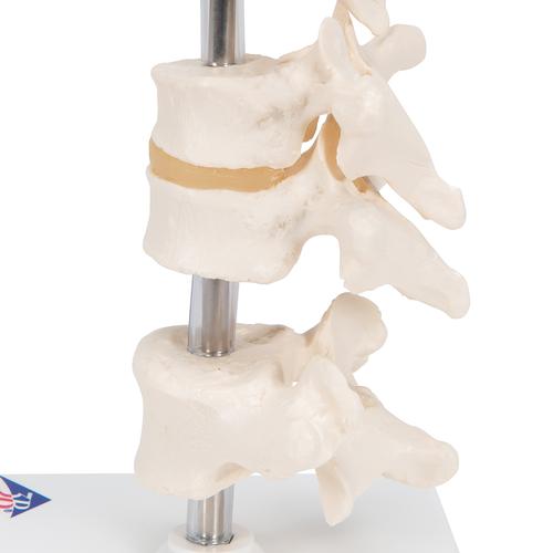 6 Vértebras articuladas - 3B Smart Anatomy, 1000147 [A75], Modelos de vértebras