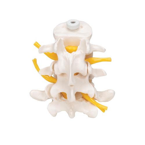 Tres discos vertebrales, montados flexibles - 3B Smart Anatomy, 1000151 [A76/8], Modelos de vértebras
