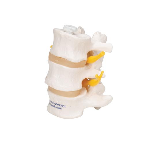 3 vertebre lombari, montaggio elastico - 3B Smart Anatomy, 1000151 [A76/8], Modelli di vertebre