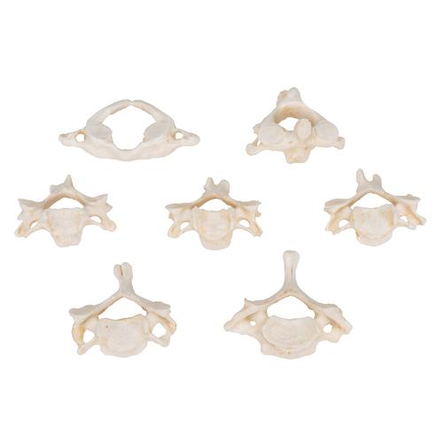 Set con 7 BONElike™ vertebre cervicali - 3B Smart Anatomy, 1000021 [A790], Modelli di vertebre