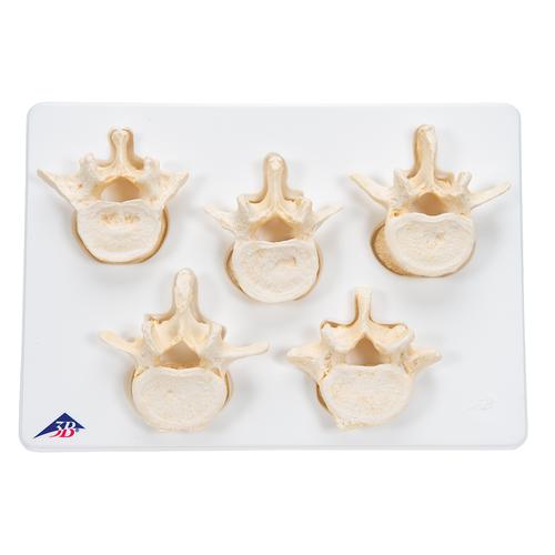 Equipo con 5 vértebras lumbares - 3B Smart Anatomy, 1000155 [A792], Modelos de vértebras