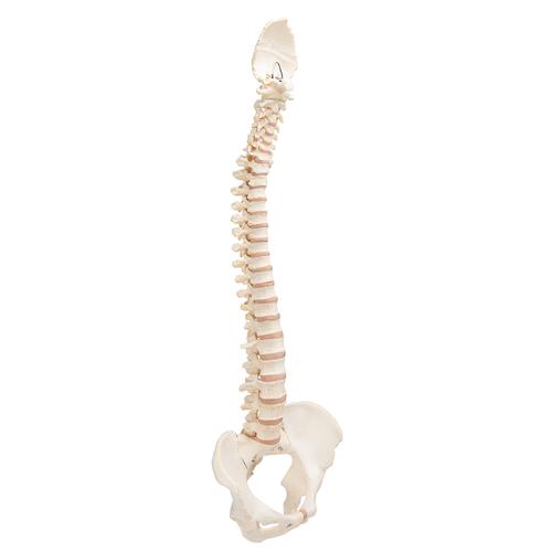 BONElike灵活的脊椎模型 - 3B Smart Anatomy, 1000157 [A794], 脊柱模型