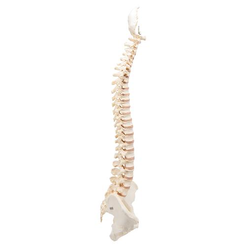 BONElike™ Human Vertebral Column Model - 3B Smart Anatomy, 1000157 [A794], Human Spine Models