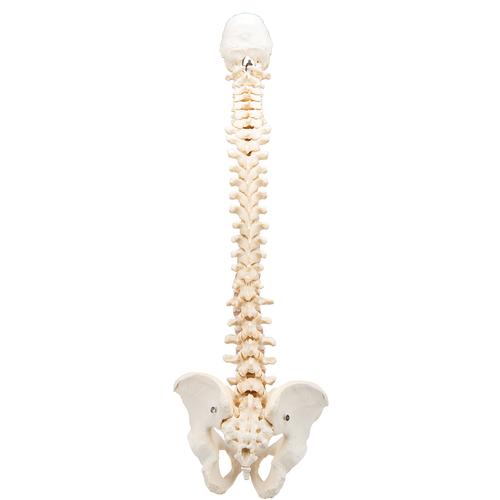 BONElike Columna vertebral - 3B Smart Anatomy, 1000157 [A794], Modelos de Columna vertebral