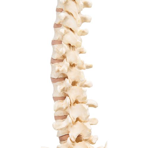 BONElike Coluna vertebral, 1000157 [A794], Modelo de coluna vertebral
