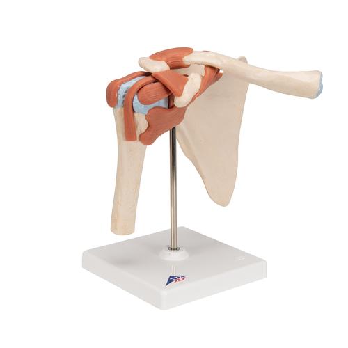 Funktionales Schultergelenkmodell "Luxus" mit Bändern - 3B Smart Anatomy, 1000160 [A80/1], Gelenkmodelle