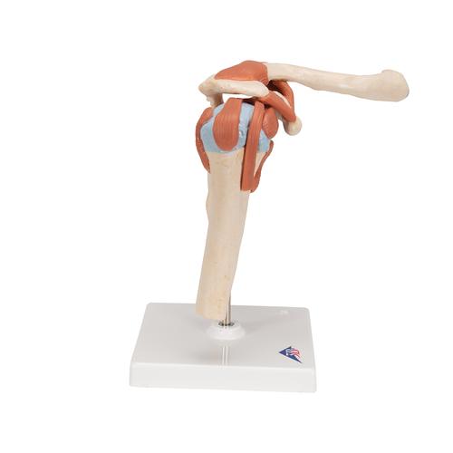Deluxe Functional Human Shoulder Joint, Physiological Movable - 3B Smart Anatomy, 1000160 [A80/1], Joint Models