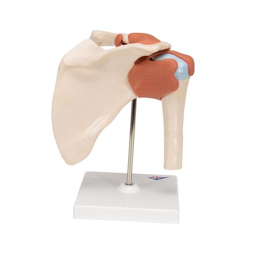 Modelo funcional de la articulación del hombro de lujo - 3B Smart Anatomy, 1000160 [A80/1], Modelos de Articulaciones