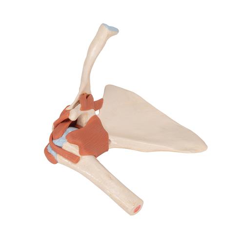 Deluxe Functional Human Shoulder Joint, Physiological Movable - 3B Smart Anatomy, 1000160 [A80/1], Joint Models