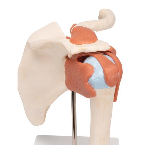 Shoulder Joint Bones Model with Muscle Staining Point Removable Base for School Medical Teaching Display Tool Lab Equipment ZLF Human Joint Anatomical Model 