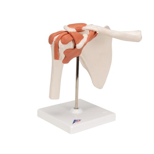 Articolazione della spalla, modello funzionale - 3B Smart Anatomy, 1000159 [A80], Modelli delle Articolazioni