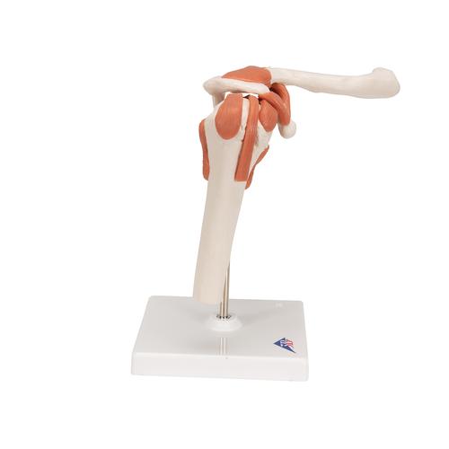 Functional Human Shoulder Joint  - 3B Smart Anatomy, 1000159 [A80], Joint Models