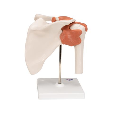 功能型肩关节模型 - 3B Smart Anatomy, 1000159 [A80], 关节模型
