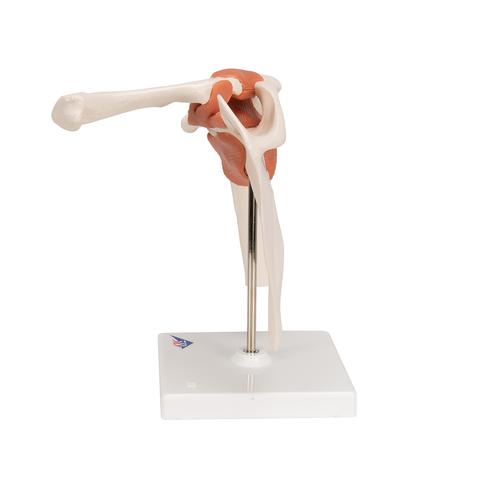 Funkcion&aacute;lis v&aacute;ll&iacute;z&uuml;let, 1000159 [A80], &Iacute;z&uuml;leti modellek