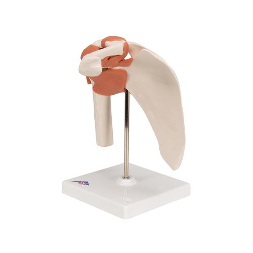 Articulation de l'épaule - modèle fonctionnel - 3B Smart Anatomy, 1000159 [A80], Modèles d'articulations