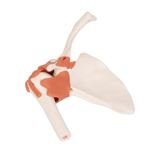 어깨 관절(견관절) 모형 Functional Shoulder Joint - 3B Smart Anatomy, 1000159 [A80], 관절 모형