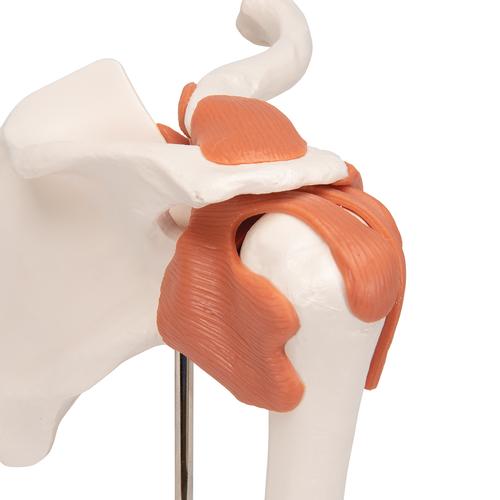 어깨 관절(견관절) 모형 Functional Shoulder Joint - 3B Smart Anatomy, 1000159 [A80], 관절 모형