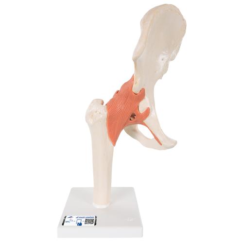Modèle fonctionnel de luxe de l'articulation de la hanche - 3B Smart Anatomy, 1000162 [A81/1], Modèles d'articulations