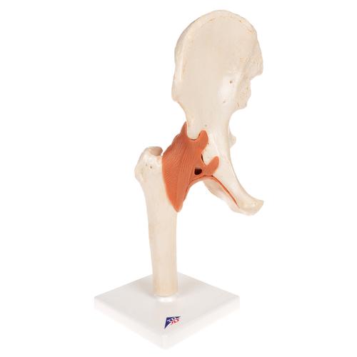 고급형 엉덩이 관절(고관절)모형
Deluxe Functional Hip Joint Model - 3B Smart Anatomy, 1000162 [A81/1], 관절 모형