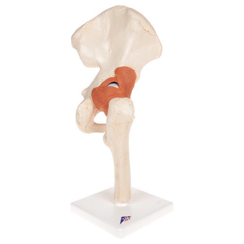 Functional Human Hip Joint Model with Ligaments & Marked Cartilage - 3B Smart Anatomy, 1000162 [A81/1], Joint Models