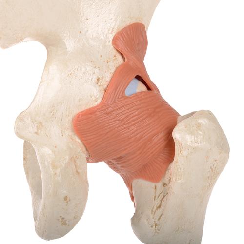 Functional Human Hip Joint Model with Ligaments & Marked Cartilage - 3B Smart Anatomy, 1000162 [A81/1], Joint Models