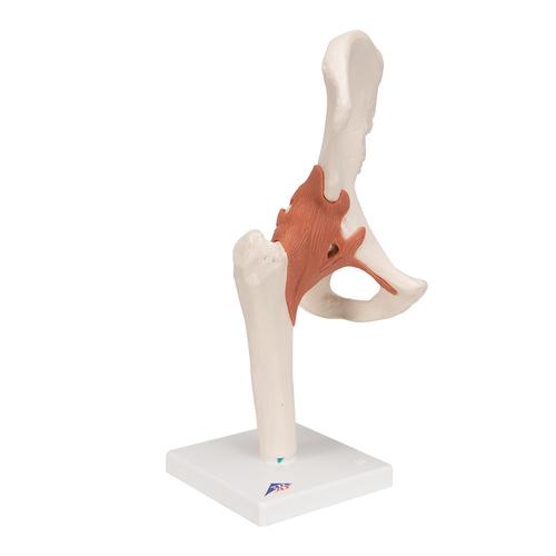 엉덩이 관절(고관절) 모형 Functional Hip Joint - 3B Smart Anatomy, 1000161 [A81], 관절 모형