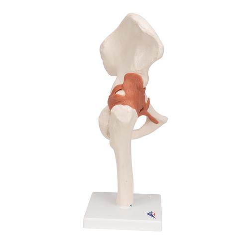 Functional Human Hip Joint Model - 3B Smart Anatomy, 1000161 [A81], Joint Models